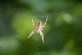 makro fotografie, pavouk, web, pavoučí síť, hmyz, pavučina, volně žijících živočichů