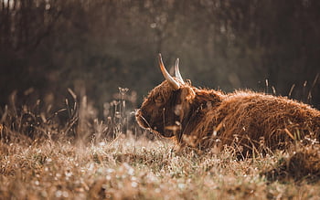 animal, yak, mammal, species, fauna, wildlife, nature, domestic Yak, fur
