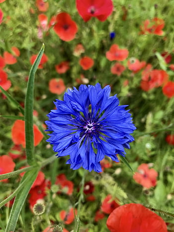 chrpa, květ, louka, modrý, fialový, papaver rhoeas, vlčí mák, mák, květinové pozadí, květinová louka, krásné květiny