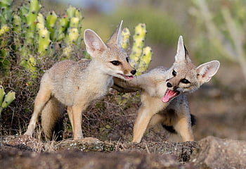 Volpe, fratelli, sciacallo, natura, selvaggio, mammifero, pelliccia, animali, carnivoro, coda, safari