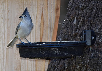 všívaný titmouse, pták, Příroda, volně žijících živočichů, zvíře, pěvec, posazený, ptačí, sýkorka, dvorku, ornitologie