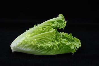 ผัก, ผักกาดหอม, ผักกาดหอม Romaine, ใบผักกาดหอม, สลัด, อาหาร, แข็งแรง, เก็บเกี่ยว, ก่อ, อินทรีย์, สด