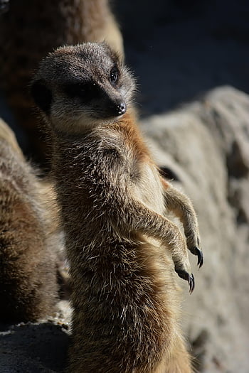 meerkat, animal, zoo, suricate, mongoose, mammal, wildlife, fauna, wilderness, nature, hellabrunn
