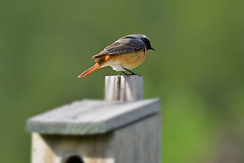 common Redstart, male, nature, songbird, ornithology, species, fauna, animal, wildlife, nesting Box