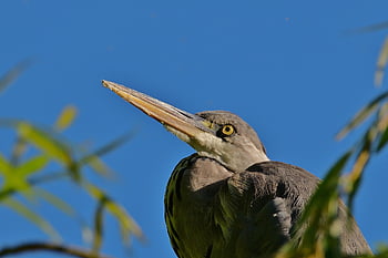 grey Heron, heron, bird, avian, ornithology, close Up, lake, park, nature