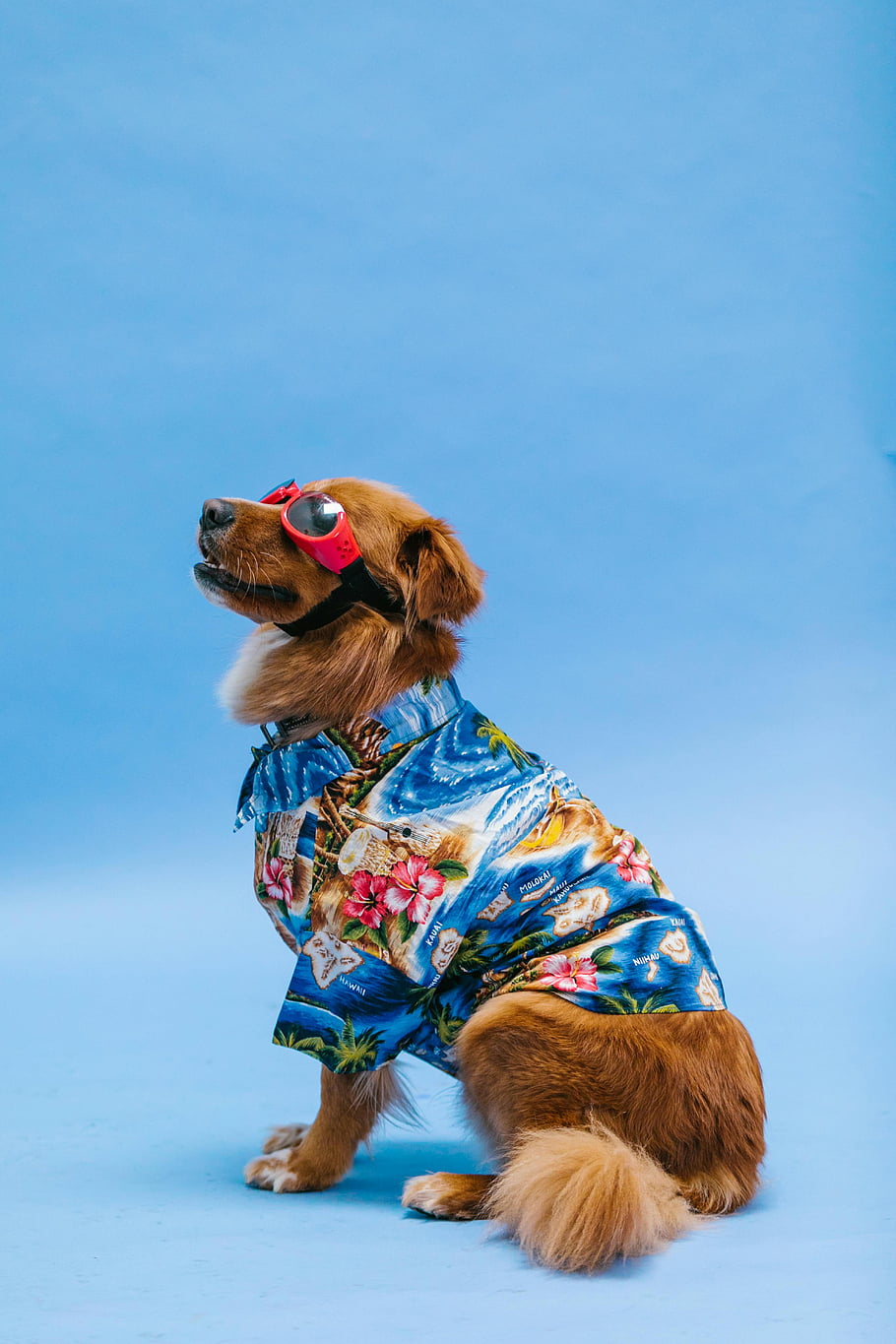 permukaan biru, kemeja polo, baju hawaii, kacamata, anjing yang menawan, pakaian berwarna-warni, Latar belakang biru, fashion hewan peliharaan, aksesoris anjing, gaya musim panas