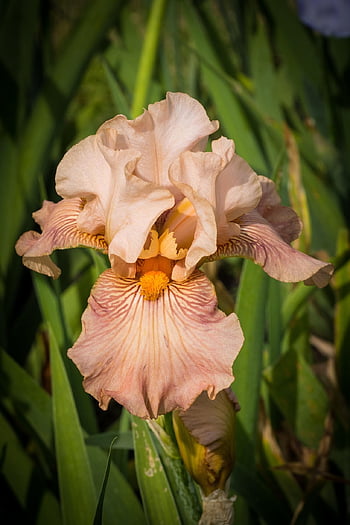 iris, peach, peachy Color, flower, petals, bloom, plant, orange