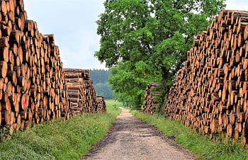 dřevo, dřevařský průmysl, les, kmeny stromů, Příroda, životní prostředí, jaro, zpracování dřeva, kácení, viděl, postavit