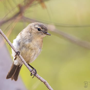 Kepulauan Canary Chiffchaff, Phylloscopus canariensis canariensis, gran canaria, Spanyol, burung, margasatwa, alam, fotografi, bertengger burung, eropa