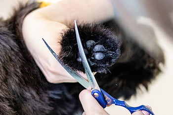 péče, zvíře, domácí zvíře, Pes, péče o mazlíčky, psí, Salon domácích mazlíčků, štěně, střih, nástroj, groomer