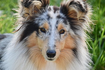 dog, female Dog, nature, shetland Sheepdog, female, pet, dog Portrait, shetland Sheepdog Blue Merle, princess Bitch, long Muzzle, muzzle End