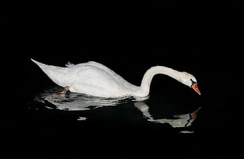 swan, lake, nature, calm Down, take It Easy, reflection, reflecting