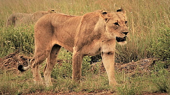 lioness, walking, fear, prowl, camouflage, grass, south Africa, hd Wallpaper, animals, sand, background