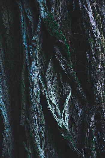 tree bark, close-up photography, green moss, brown trunk, textured patterns, detailed close-up, tree trunk, nature photography, forest texture, moss growth, tree surface