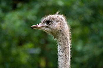 pštros, Příroda, pták, hlava, struthio camelus, zvíře, volně žijících živočichů, nelétavý pták, největší pták, ratite, dlouhý krk