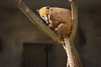 bear, coati, nasua, nature, tree, mammal, animal, wildlife, climb, proboscis Bear, creature