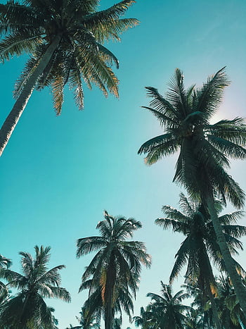 palm trees, low-angle view, vibrant blue sky, paradise, tropical, coconut trees, nature, outdoor, summer, vacation, travel
