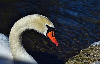 swan, bird, river, lake, animal, water Bird, wildlife, nature