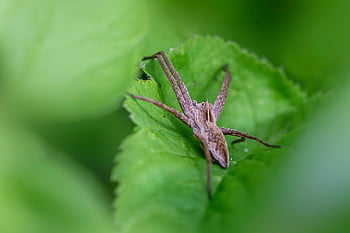 pozorování divoké zvěře, pavoukovci, biodiverzity, Biologie ochrany, ekologická role, Evropský mateřský pavouk, ochrana stanovišť, preference stanovišť, interakce hmyzu, bezobratlých, přirozenou kontrolu škůdců