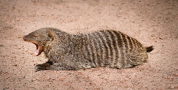 banded Mongoose, mongoose, animal, savannah, nature, wildlife, wild Animal