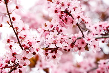 almond Tree, flowers, spring, flower Wallpaper, pink Flowers, almond Blossom, flower Background, almond Flowers, flora, branches, tree