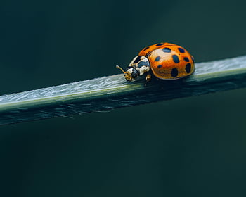 Harmonia axyridis, ladybug, green leaf, Asian lady beetle, vivid orange, black coloring, close-up, insect, nature, macro photography, wildlife
