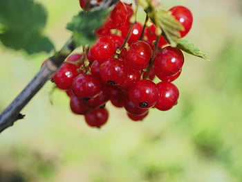 ribes, frutta, natura, pianta, arbusto, ramo, rosso, bacca, estate, giardino