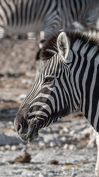 zebra, divočina, volně žijících živočichů, Afrika, namibie, etosha, národní park, safari, Příroda, zvíře
