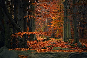 Bos, natuur, herfst, bomen, vallen, seizoen, buitenshuis, bossen, wildernis