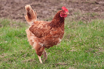 chicken, hen, farm, free Range, chicken Run, feathers, farm Animal, chicken Feathers, poultry, outdoors, bird