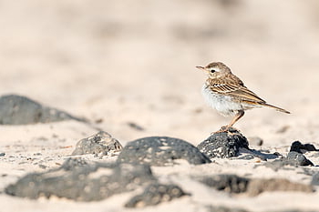 pipit, bird, animal, small Bird, passerine Bird, fauna, rocks, outdoor, canary Islands, fuerteventura, spain
