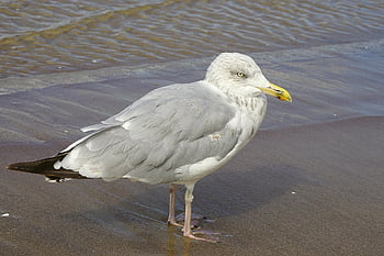 racek, pták, peří, ornitologie, druh, fauna, ptačí, zvíře, divoká příroda, svět zvířat, pobřeží
