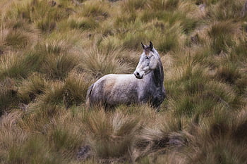 dier, zoogdier, paarden, soorten, weide, dieren in het wild, wild, wilde, natuur, fauna, prairie