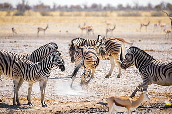 zebras, namibia, africa, safari, animals, nature, wild, strip, etosha, national Park, wildlife