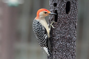 bird, beak, feathers, wings, plumage, flight, wildlife, birdwatching, avian, animal, nature