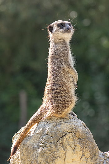 meerkat, animal, zoo, suricate, mammal, mongoose, wildlife, small, fur, wild, nature