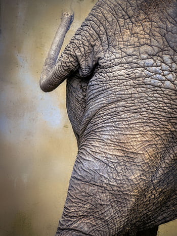 elephant, elephant Butt, elephant Tail, animal, nature, wildlife, pachyderm, mammal