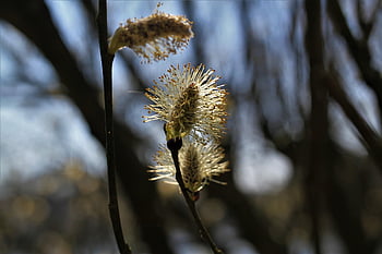 willow catkin, pastvina, podsvícení, modrý, kontrasty, v neděli, jaro, Příroda, jehnědy, Rostlina vrba, zblízka