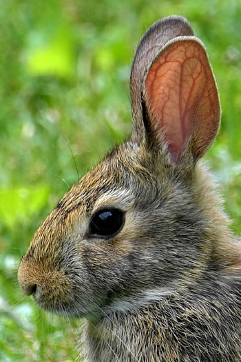 Conejo, animal, orejas largas, orejas de conejo, piel, animal salvaje, mamífero, retrato de animal, fauna silvestre, naturaleza, de cerca
