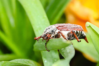 beetle, insect, grass, plants, crawl, melolontha, spring, aphid, whopper, flight Insect, chitin Shell