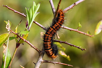insect, caterpillar, butterfly, gluttonous, larva, blackberry Moth