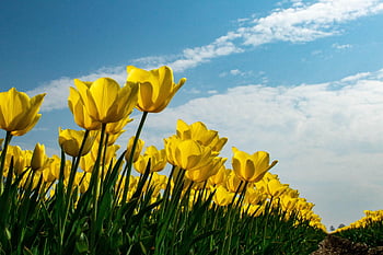 tulip, bunga-bunga, bidang, langit, bunga-bunga indah, wallpaper bunga, tulip kuning, kelopak, kelopak tulip, berkembang, latar belakang bunga