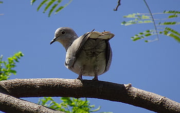 Vogel, Taube, Eurasische Türkentaube, Streptopelia decaocto, Kragentaube, Ring Taube, Fauna, Tierwelt, Jaipur, Indien