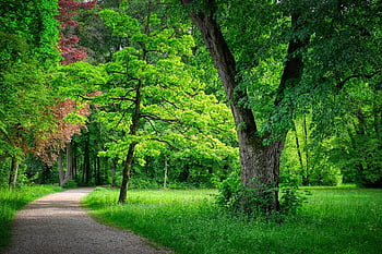 path, forest, forest Path, nature, avenue, trail, landscape, wood, environment, mood, green