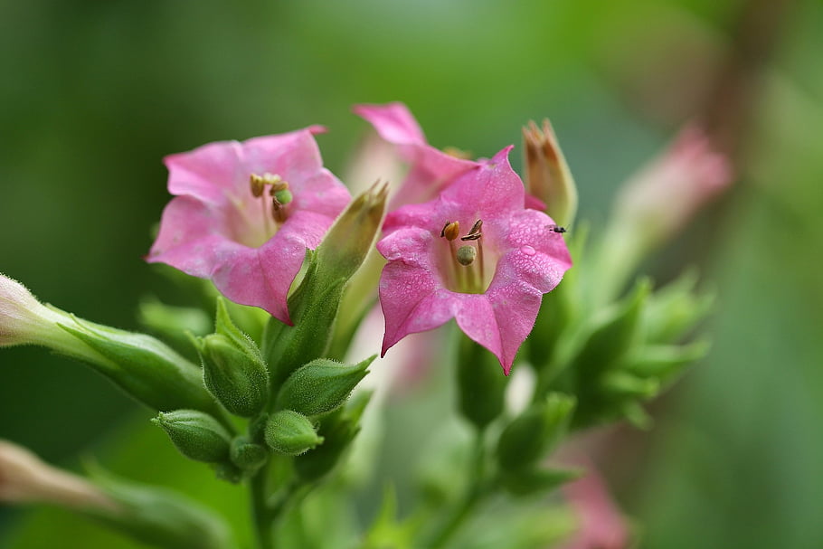 Virgin Tobacco, nicotiana tabacum, kalichy, tyčinek, okvětní lístky, růžové květy, rostlina, Příroda, oříznutí