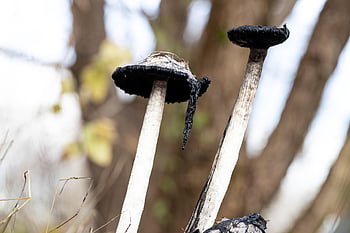 mushrooms-plants-toadstool-mycology-forest-wild-nature-leaves-forrest-fall-thumbnail.jpg