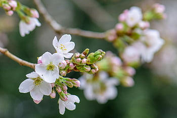 kirsebærblomst, blomst tapet, blomster, vår, vakre blomster, blomst bakgrunn, knopper, hvite blomster, blomst, blomstre, gren