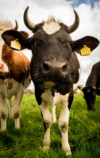 black and white cow, green pasture, close-up view, cow face, blue sky, white clouds, cattle, green grass, farm animals, rural scene, livestock