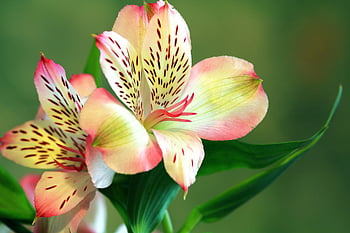 rosa-grüne Orchideenblüten, Alstroemeria Blume, zarte Blütenblätter, leuchtende Farben, blühende Blumen, Nahaufnahmen, Blumenfotografie, pinke Blumen, grüne Blätter, Naturfotografie, Blumendetails
