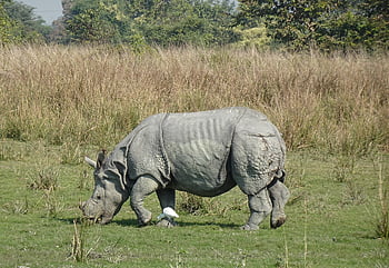 rhinoceros, one-horned Rhinoceros, wildlife, species, fauna, mammal, animal, wild, nature, endangered, rhino